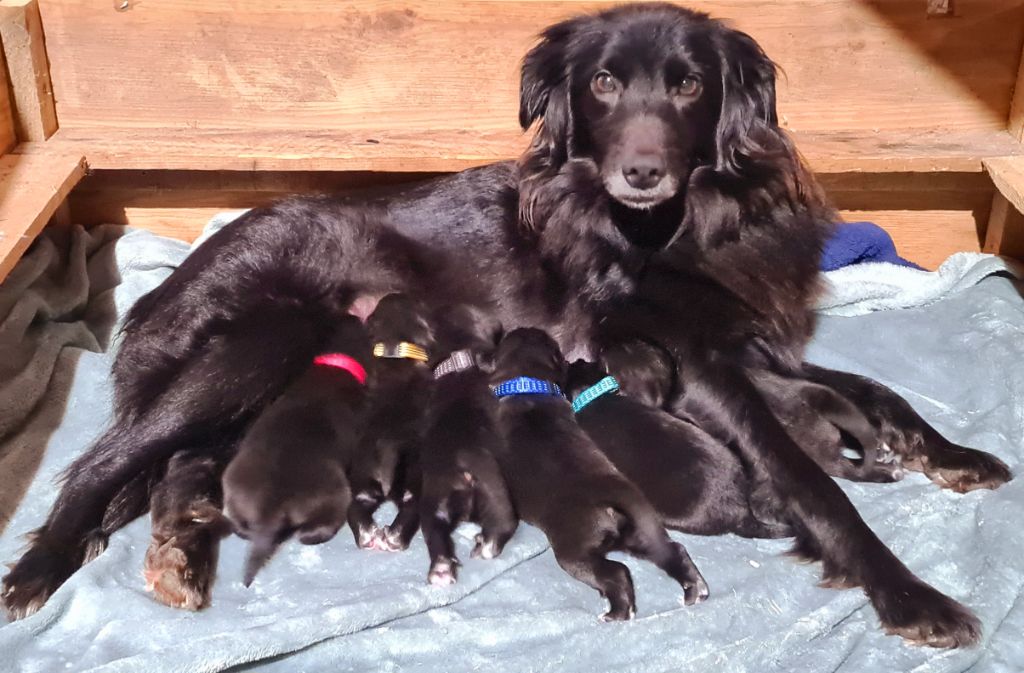 chiot Berger des Pyrenees à face rase Des Sources Finnoises